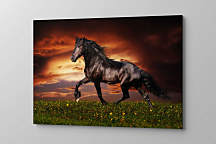 Obraz Divoký kôň zs1278